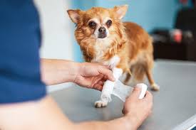 The service you can get your dog euthanized at a vet's office or visit a nonprofit organization. How Much Does It Cost To Put A Dog Down Daily Paws