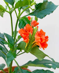 Image result for Crossandra