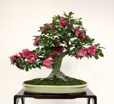 Camellia X Hiemalis Shishigashira In Training Since 1950 Gift Of Susumu Nakamura 2000 The Small Leaves And Flowers O Bonsai Pink Plant Japanese Bonsai
