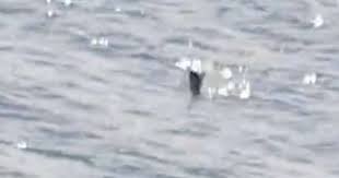 Loch Ness Monster footage dubbed 'thought provoking' as mysterious shape  spotted swimming - Edinburgh Live