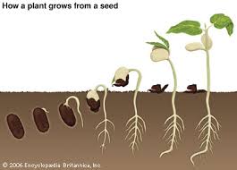 Seed How A Plant Grows From A Seed Kids Britannica Kids Homework Help