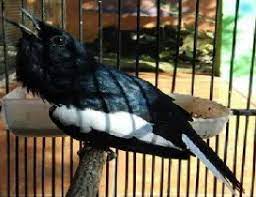 Ciri Ciri Membedakan Kacer Panas Dengan Kacer Dingin Hobi Burung Kicau