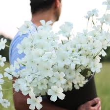 Image result for Agrostemma