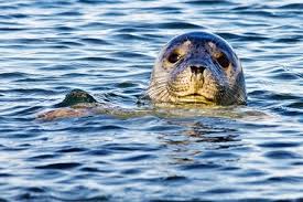 How To Identify Common And Grey Seals Aka Harbour And Gray