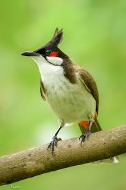 Small Bird With Red Cheeks Pin On Animal Kingdom
