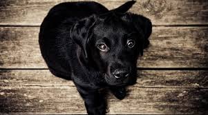 In western tradition, black cats have been associated with witchcraft. Black Dog Dream Meaning And Symbolism