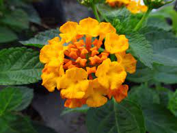 Lantana Camara Var Amarilla Verbenaceae Lantana Camara Lantana Luis Miguel