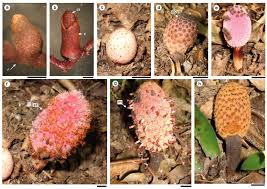 Image result for Balanophoraceae