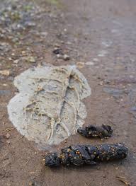 Image result for marten poop
