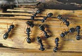 Such methods may include sprays, dusts and baits. Eco Tech Pest Management Home Facebook