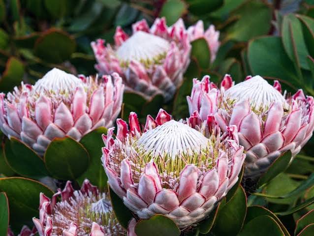 Which Plants Are Most Sensitive to Excess Phosphorus?
