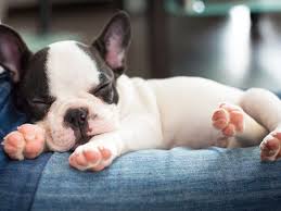The Smallest Dog Breeds In The World