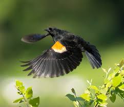 Black Bird With Red And Yellow Shoulders Red Winged Blackbird Black Bird Beautiful Birds Red Wing Blackbird