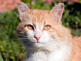 As veterinarian key explains, male kittens go through some notable in a home setting with artificial light and heating, a female may cycle all year round, whereas her feral feline cousins tend to peak between february and. Feral Cat Care And Tnr A Beginner S Guide Petfinder