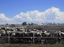 Crop And Livestock Farming Complement Each Other Half The World S Food Comes From Farms That Raise Both Animals Pull Plou Livestock Farming Livestock Animals