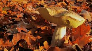 See more ideas about drawings, mushroom drawing, stuffed mushrooms. Mushroom Hunting In Illinois Comes With Risks Rewards Chicago News Wttw