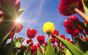 Read All About The History Of The Dutch Tulip The Flower Originally Came From Turkey But Has Become Holland S Symbol How D Bulb Flowers Tulips Growing Tulips