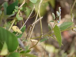 Image result for Teramnus