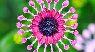 La fleur a six pétales et est nettement séparée de l'autre. Les Fleurs Les Plus Insolites Au Monde