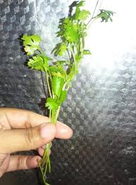 Kaedah ini menggunakan anak pokok sediaada lebihan. Pertama Kali Semai Biji Ketumbar Beli Timbang Kilo Merimbun Pokok Sepasu Mingguan Wanita