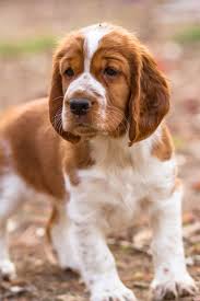 Common coat colors are black and white, liver and white, blue or liver roan, or tricolor. Welsh Springer Spaniel Puppies Petfinder