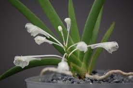 Image result for Podangis dactyloceras