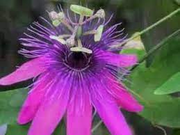 If You Re Ready To Add A Conversation Plant Or Something Really Unique To The Outside Patio On A Trellis Take A Look At Passion Flower Flowering Vines Plants