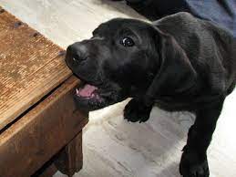 Dog chewing is a common problem for dog owners. 6 Steps To Repair Furniture That S Been Chewed On By Your Dog Tcs Property Management Services