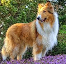 COLLIE