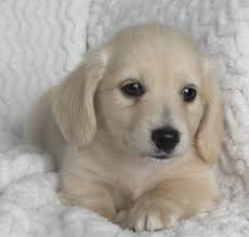 Ee Cream Longhair English Cream Dachshund Dachshund Puppies Dachshund Love