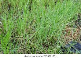 Image result for Panicum repens
