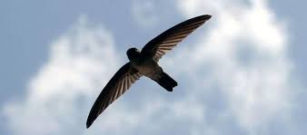 Dongeng ini diyakini turun temurun sampai hari ini. Manfaat Kandungan Dan Harga Sarang Burung Sriti Daftar Harga Tarif