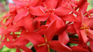 Begini cara untuk membuat tanaman agar cepat tumbuh besar dengan menggunakan bahan organik yang aman bagi tanaman. 7 Cara Menanam Bunga Asoka Agar Cepat Tumbuh Panduan Lengkap Ilmubudidaya Com