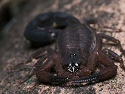 Newly identified scorpion species 'spits' venom to defend itself | New  Scientist