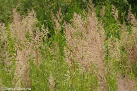 Image result for Agrostis epigejos