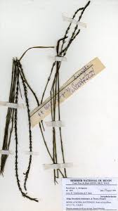 Image result for Striga linearifolia