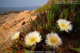 Image result for Carpobrotus