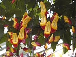 Image result for Thunbergia mysorensis