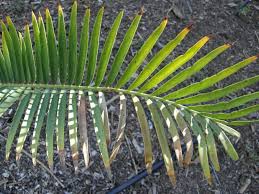 Image result for Encephalartos umbeluziensis
