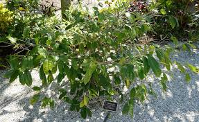 Image result for Napoleonaea angolensis