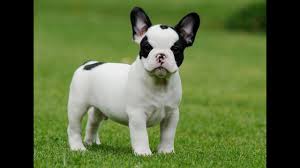 Rescue • rehabilitate • rehome english bulldogs. Miniature French Bulldog Puppies For Sale 786 206 9330 Youtube