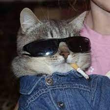 Kiran On Twitter In 2021 Cat With Glasses Aesthetic Cat Sunglasses Angry Dog Aesthetic