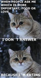 Photos Of Cats Info 2803258659 Funny Animal Memes Funny Animals Funny Animal Pictures