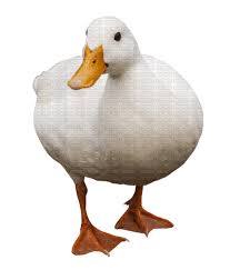 نتیجه جستجوی لغت [canard] در گوگل