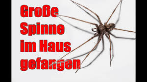 Wenn sie das gefühl haben, ihr haus ist voll mit spinnen, kann das einige ursachen haben. Grosse Spinne Im Haus In Europa Youtube