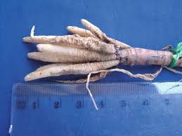 Image result for Curculigo