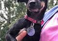 Needing a mini dachshund stud (yadkinville). Dachshund Pets And Animals For Sale Chattanooga Tn