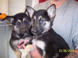 The alaskan shepherd is an aftereffect of intersection the alaskan malamute and the german shepherd puppy. Alaskan Shepherd Information Temperament Puppies Pictures