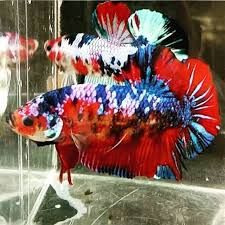 Ikan cupang giant koiikan sehatgambar di profil hanya untuk contoh gambaruntuk ikan asli ny bs chat n wa adminnanti akan di kirimkan foto n. Ikan Cupang Giant Koi Shopee Indonesia