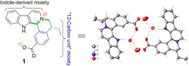 Image result for Hunteria umbellata